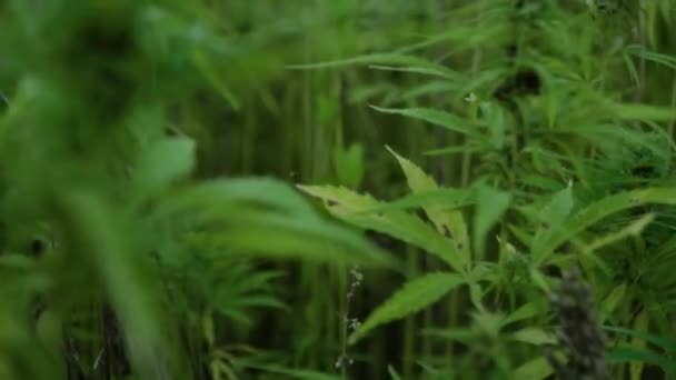 Vídeo de resolução 4k de perto folhas de cannabis e broto narcótico na plantação de cânhamo. Campo de cannabis medicinal. crescendo ao ar livre sob o sol — Vídeo de Stock