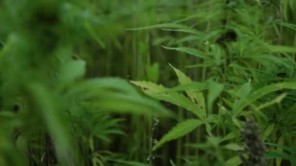 Vidéo en résolution 4k de gros plans de feuilles de cannabis et de bourgeons narcotiques dans une plantation de chanvre. Champ de cannabis médicinal. poussant à l'extérieur sous le soleil 