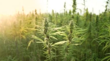 Kenevir plantasyon esrar yaprağı ve narkotik tomurcuk kadar yakın 4k çözünürlük video. Güneş parlamasıyla. Tıbbi kenevir tarlası. güneş altında açık havada büyüyen