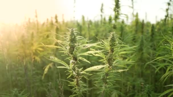 Obraz s rozlišením 4k u blízkých Cannabis listů a narkotik v konopných plantážích. S sluneční erupci. Léčivé konopí. růst venku pod sluncem — Stock video
