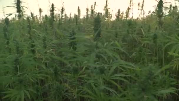 4K upplösning video av sol skinande tråg cannabisblad och narkotiska knoppar i hampa plantage. Läkemedel cannabis fältet. växer utomhus under solen — Stockvideo