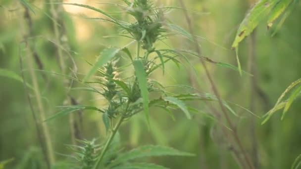Vídeo de resolução 4k de perto folhas de cannabis e broto narcótico na plantação de cânhamo. Com clarão solar. Campo de cannabis medicinal. crescendo ao ar livre sob o sol — Vídeo de Stock