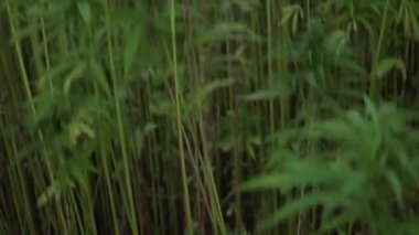 Kenevir çiftliği4k çözünürlük video vinç çekim. kenevir plantasyonunda kenevir yaprağı ve narkotik tomurcuk. Tıbbi kenevir tarlası. güneş altında açık havada büyüyen