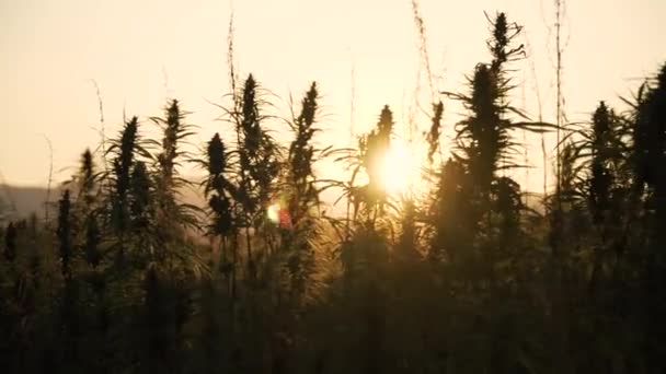 Vídeo de resolução 4k de sol brilhando através de folhas de cannabis silhueta e botões narcóticos na plantação de cânhamo. Campo de cannabis medicinal. crescendo ao ar livre sob o sol — Vídeo de Stock