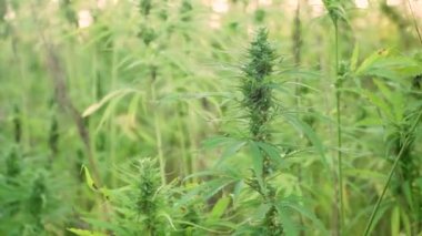 Kenevir plantasyon esrar yaprağı ve narkotik tomurcuk kadar yakın 4k çözünürlük video. Güneş parlamasıyla. Tıbbi kenevir tarlası. güneş altında açık havada büyüyen