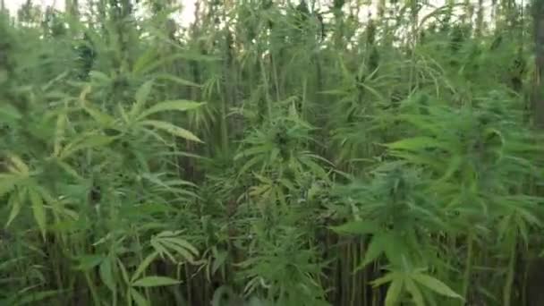 4k resolución de vídeo de la cámara que va en la plantación de cáñamo. Campo de cannabis medicinal. creciendo al aire libre bajo el sol — Vídeos de Stock
