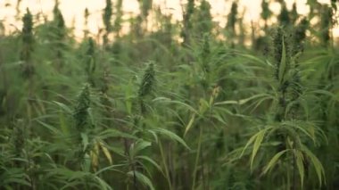 Kenevir plantasyon esrar yaprağı ve narkotik tomurcuk kadar yakın 4k çözünürlük video. Gün batımında güneş parlamasıyla. Tıbbi kenevir tarlası. güneş altında açık havada büyüyen