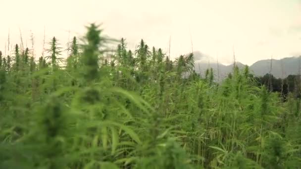 Видео роста марихуаны что добавляют в героине