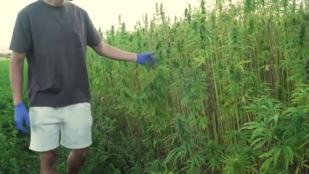 4k 分辨率宽视频的专业男性研究人员在大麻领域工作，检查植物和做质量控制与药用手套 — 图库视频影像
