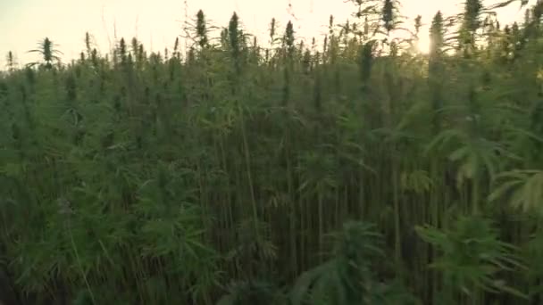 Resolución 4k amplio video de sol brillando a través de hojas de cannabis y cogollos narcóticos en la plantación de cáñamo. Campo de cannabis medicinal. creciendo al aire libre bajo el sol — Vídeo de stock