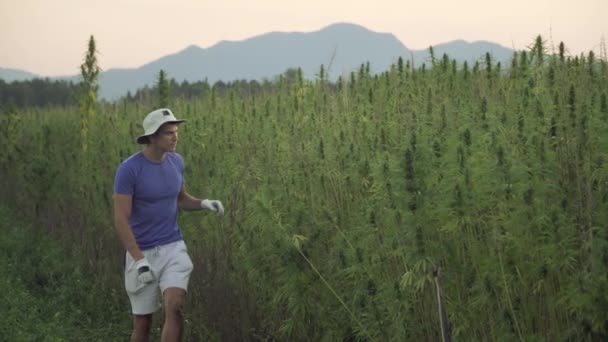 4k resolutie brede video van een professionele jonge mannelijke onderzoeker werkzaam in een hennep veld, het controleren van planten en het doen van een kwaliteitscontrole — Stockvideo