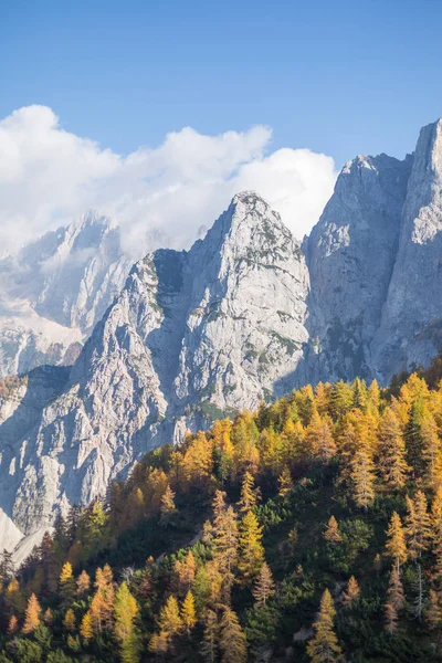 Lärchenwald im Herbst, Slowenien — Stockfoto