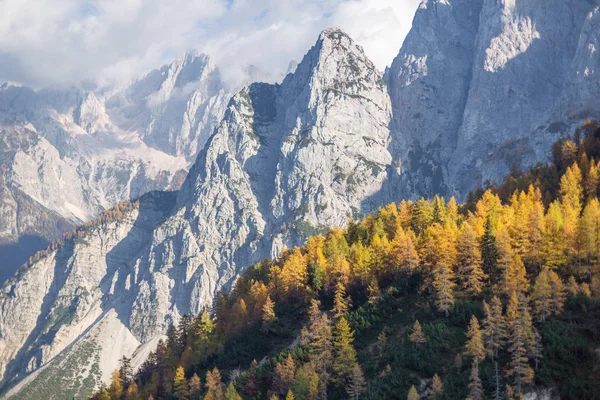 Lärchenwald im Herbst, Slowenien — Stockfoto