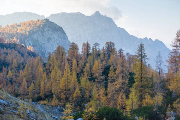 Lärchenwald im Herbst, Slowenien — Stockfoto