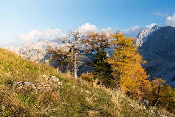 Forêt de mélèzes en automne, Slovénie — Photo