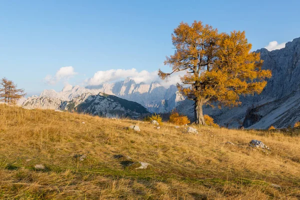 Lärchenwald im Herbst, Slowenien — Stockfoto