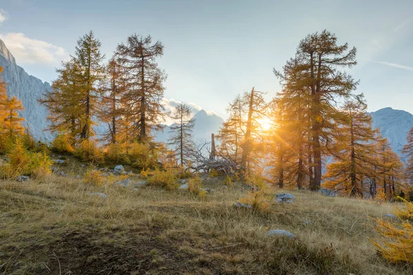 Bosque de alerce en otoño, Eslovenia —  Fotos de Stock