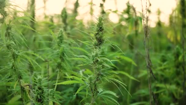 Vídeo de resolução 4k de perto folhas de cannabis e broto narcótico na plantação de cânhamo. Com clarão solar. Campo de cannabis medicinal. crescendo ao ar livre sob o sol — Vídeo de Stock