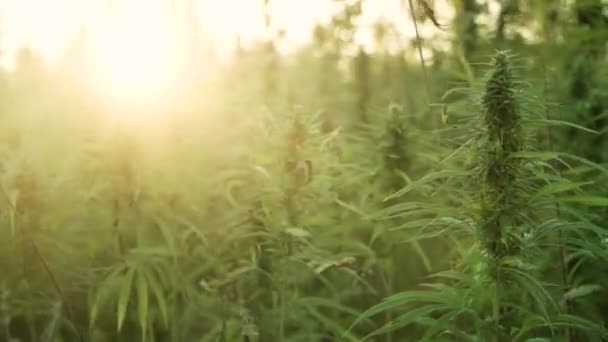 Vídeo de resolución 4k de cerca las hojas de cannabis y el brote narcótico en la plantación de cáñamo. Con destellos de sol al atardecer. Campo de cannabis medicinal. creciendo al aire libre bajo el sol — Vídeo de stock