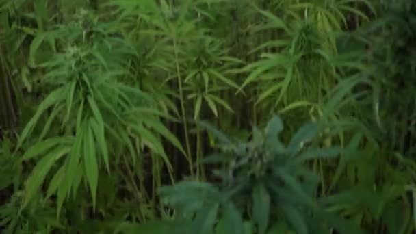 4k résolution grue vidéo prise de la ferme de cannabis. feuilles de cannabis et bourgeon narcotique dans la plantation de chanvre. Champ de cannabis médicinal. poussant à l'extérieur sous le soleil — Video