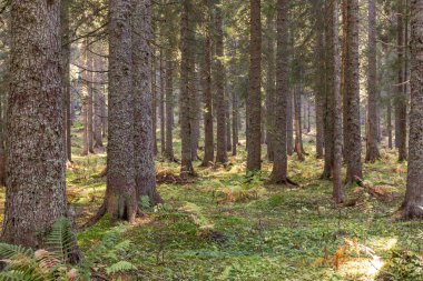 Ladin orman içeriden