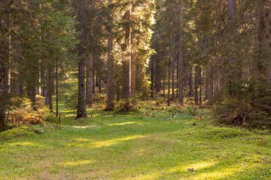 Ladin orman içeriden