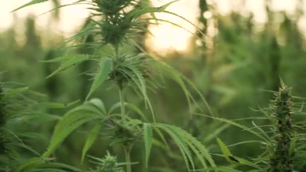4k resolution video of close up cannabis leafs and narcotic bud in hemp plantation. With sun flare in sunset. Medicinal cannabis field. growing outdoors under sun — Stock Video