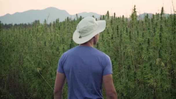 4k-resolutie van een professionele jonge mannelijke onderzoeker werkzaam in een hennep veld, het controleren van planten en het doen van een kwaliteitscontrole — Stockvideo