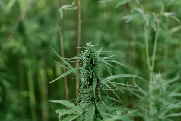 Nahaufnahme einer Marihuana-Pflanze auf einem Freiland-Cannabis-Farmfeld. Hanfpflanzen für cbd und Gesundheit — Stockfoto