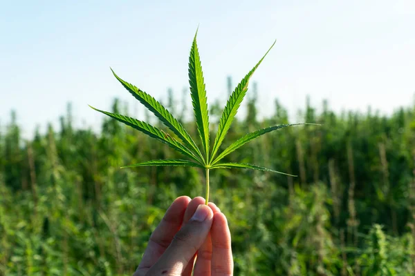 Mão segurando folha de cannabis no campo de fazenda de cannabis ao ar livre. Plantas de cânhamo usadas para CBD e saúde — Fotografia de Stock