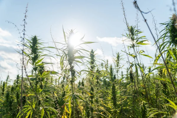 Plantas de maconha no campo de cultivo de cannabis ao ar livre. Plantas de cânhamo usadas para CBD e saúde — Fotografia de Stock