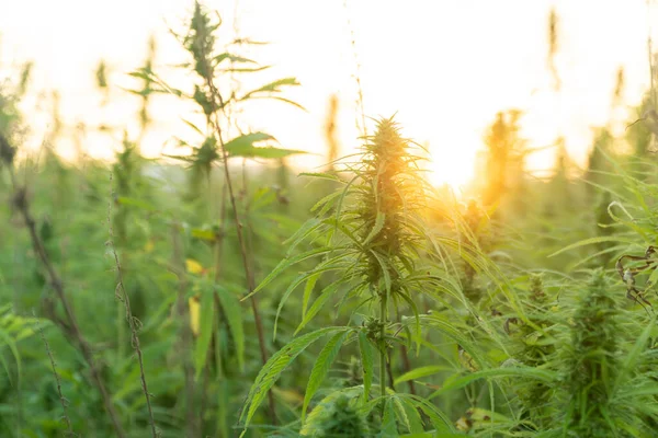 Foto de cerca de las plantas de marihuana en el campo de cultivo de cannabis al aire libre. Plantas de cáñamo utilizadas para el CBD y la salud — Foto de Stock