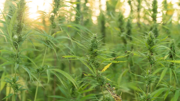 Close up foto de plantas de maconha no campo de cultivo de cannabis ao ar livre. Plantas de cânhamo usadas para CBD e saúde — Fotografia de Stock
