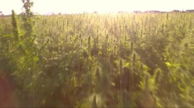 Çok güzel bir marihuana Cbd kenevir tarlasının üzerinde uçan güçlü bir güneş patlaması. İlaçta kullanılan esrar