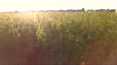 Çok güzel bir marihuana Cbd kenevir tarlasının havadan sineği. Güçlü güneş ışığıyla birlikte. İlaçta kullanılan esrar