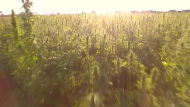 Flyg över ett vackert marijuana Cbd hampfält med stark soleruption. cannabis som används inom medicinen — Stockvideo