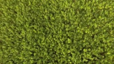 Çok güzel bir marihuana Cbd kenevir tarlasını yakından görebilmek için havadan hızlı bir görüntü. İlaçta kullanılan esrar
