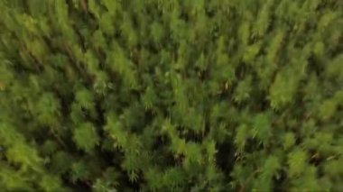 Yakın çekimden, güzel bir marihuana Cbd kenevir tarlasına kadar havanın üst görüntüsü  