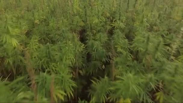 Воздушный пролет над прекрасным полем конопли CBD марихуаны. конопля, используемая в медицине — стоковое видео