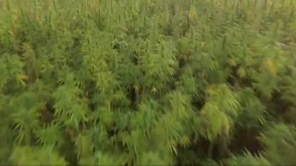 Latać latać nad pięknym polu marihuany Cbd konopi. marihuana stosowana w medycynie — Wideo stockowe