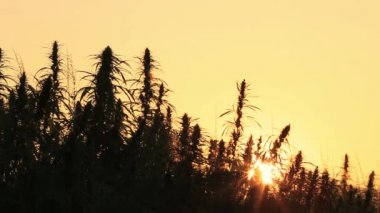 4k çözünürlüklü videoda kenevir tarlasında hala güneş parlayan siluet kenevir yaprakları ve narkotik tomurcukları görülüyor. Tıbbi kenevir tarlası. Açık havada güneşin altında büyüyor.