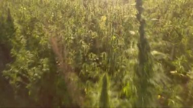 Çok güzel bir marihuana Cbd kenevir tarlasının üzerinde uçan güçlü bir güneş patlaması. İlaçta kullanılan esrar