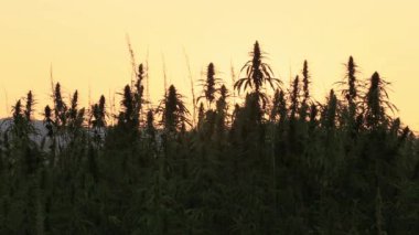 4k çözünürlüklü videoda kenevir tarlasında hala güneş parlayan siluet kenevir yaprakları ve narkotik tomurcukları görülüyor. Tıbbi kenevir tarlası. Açık havada güneşin altında büyüyor.