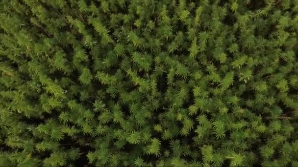 Aerial slow top view from close seup to wide of a beautiful marijuana CBD hemp field. конопля, используемая в медицине — стоковое видео