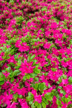 Slovenya, Kranj yakınlarındaki Park Brdo