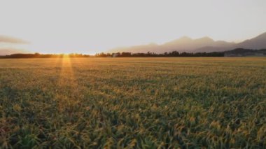 Buğday tarlasının hava görüntüsü