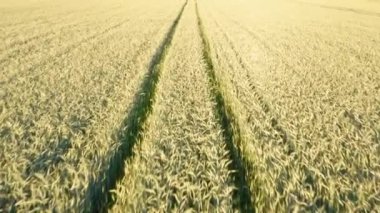 Buğday tarlasının hava görüntüsü