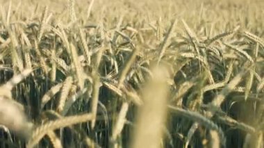 Gün batımında buğday tarlası