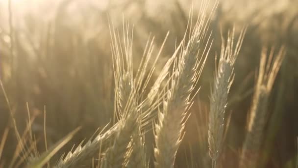 Campo de trigo ao pôr do sol — Vídeo de Stock