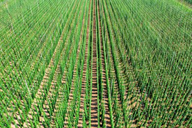Hops tarlada büyüyor.